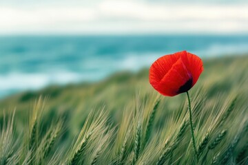 A striking red poppy stands out against a blurred background of green wheat and a distant horizon, creating a serene and natural scene.