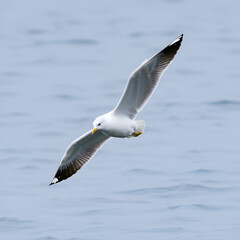 Obraz premium glaucous gull Larus hyperboreus