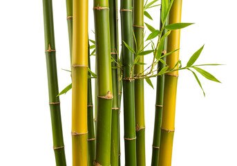 Fototapeta premium A close up view of bamboo stalks with leaves against a plain white background in a studio shot
