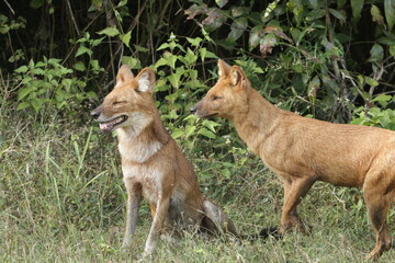 Wild dogs in Kabini National Park, India 
