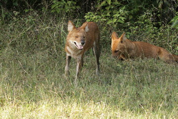 Wild dogs in Kabini National Park, India 