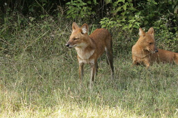 An amzing Wild dog in Kabini National Park, India 