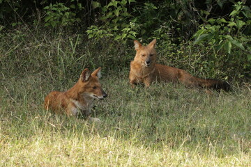 An amzing Wild dog in Kabini National Park, India 