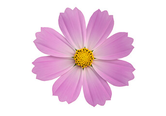 A single isolated pink cosmos flower with a yellow center on a clean white background image view