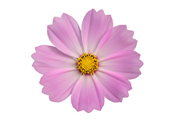 A single pink cosmos flower with a yellow center isolated on a white background in full bloom view