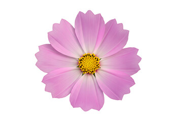 Isolated close up of a light pink cosmos flower with a yellow center on a white background view from above