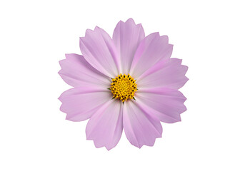 Isolated light purple cosmos flower with a bright yellow center on a clean white background view from above