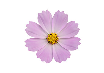 A single light purple cosmos flower with a yellow center isolated on a white background is centered