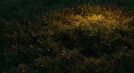 Illuminating Grass Glowing in Golden Sunlight