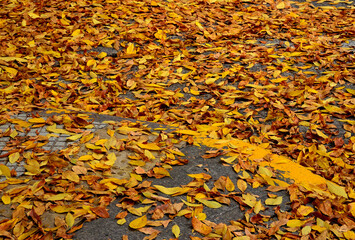 So many golden leave one can barely see the pavement.  And the curb is painted almost the same tone...