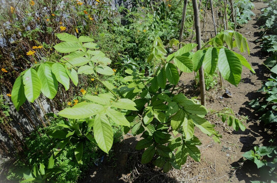 The beautiful foliage of the Ing&aacute;-Cip&oacute; (Inga edulis) in the field