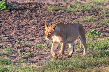 Close encounter with a female lion -Panthera Leo- that is walking across the plains of the...