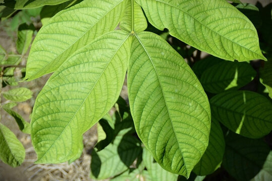 The beautiful foliage of the Ing&aacute;-Cip&oacute; (Inga edulis) in the field