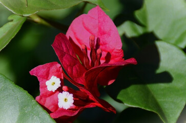 Pink spring flower (Bougainvillea) among its leaves in the garden
