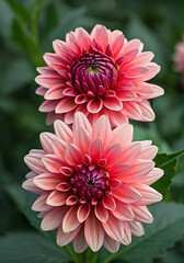 Dahlia_flower_background_
