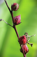 The leaves and fruits of the sorrel plant (Hibiscus sabdariffa) growing in the backyard