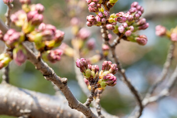 桜のつぼみ