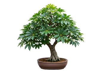 Aesthetic Umbrella Plant Bonsai, Isolated, Representing Harmony and Serenity