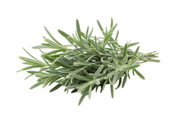 Aromatic sprigs of fresh culinary lavender against a clean white backdrop