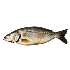 Fototapeta premium Single fresh raw sea bass fish isolated on fin grey tail body food diet on transparent background
