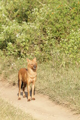 An amzing Wild dog in Kabini National Park, India 