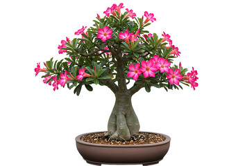 Blooming beauty: A vibrant desert rose bonsai displaying its stunning pink flowers