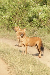 An amzing Wild dog in Kabini National Park, India 