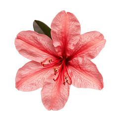 Obraz premium Azalea flower png