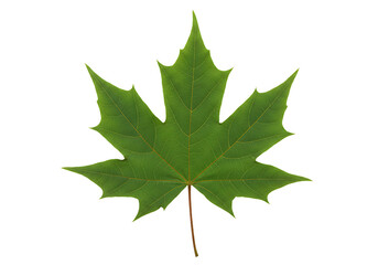Fototapeta premium Crisp details of a verdant, isolated maple leaf against a pristine white space
