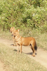An amzing Wild dog in Kabini National Park, India 