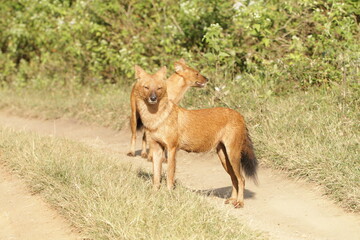 An amzing Wild dog in Kabini National Park, India 