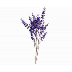 Naklejka premium Lavender Bouquet on a Striped Transparent background - Aromatic Purple Flowers