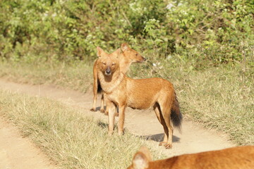 An amzing Wild dog in Kabini National Park, India 
