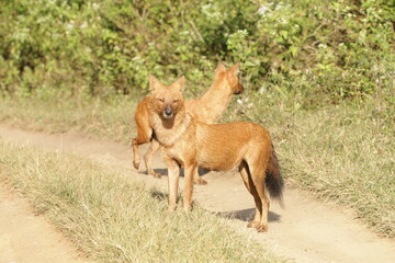 An amzing Wild dog in Kabini National Park, India 