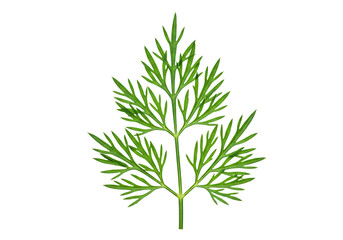 Elegant fern-like green leaf showcasing nature's delicate and intricate structure