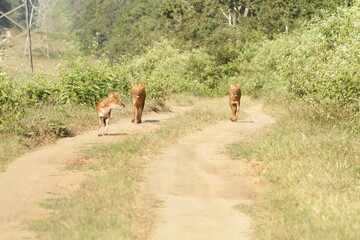 An amzing Wild dog in Kabini National Park, India 
