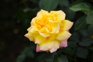 Beautiful yellow roses in full bloom at the Japan Rose Garden.