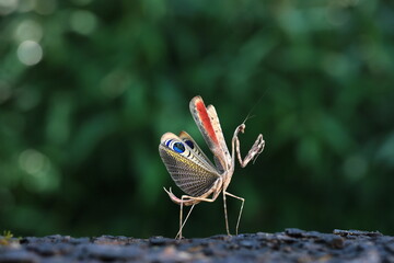 Male Peacock praying mantis (Pseudempusa pinnapavonis) in defensive display with colorful wings. On each inner wing there is a huge shimmering spot .Tropical insect sanctuary ,Thailand