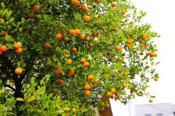 Orange fruit hanging on tree