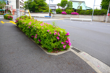 Pink azalea flowers blooming beautifully along a pedestrian sidewalk in Tokyo, Japan