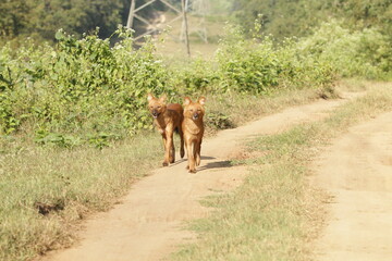 An amzing Wild dog in Kabini National Park, India 