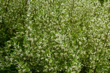 Flowering Tree Branches Covered in Small White Blossoms