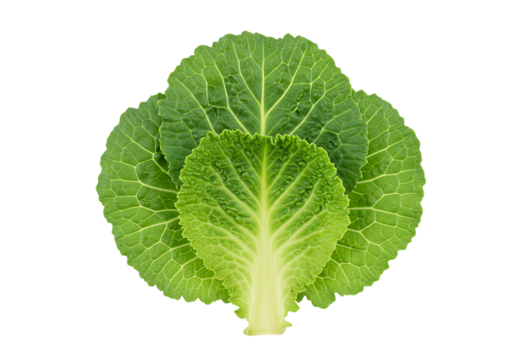 Savoy cabbage layers creating a natural green texture on a white background