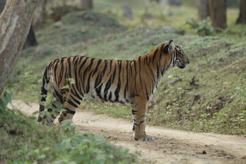An amzing Tiger in Kabini National Park, India 