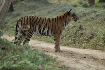 An amzing Tiger in Kabini National Park, India 