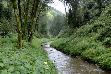 Obraz premium Serene stream flowing through lush green foliage, tranquil forest scene, natural beauty.