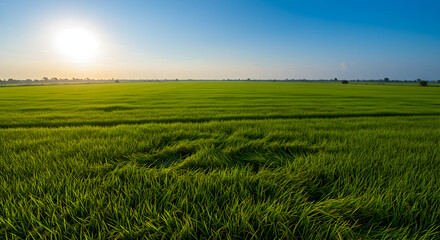 Fototapeta premium Lush Greenery: Tranquil Rice Field Under Clear Blue Sky At Sunrise