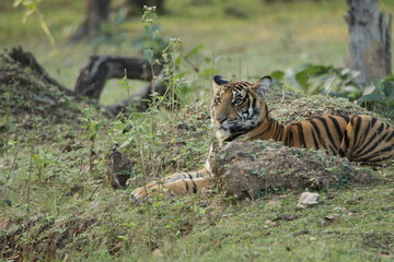 A young Tiger in Kabini National Park, India 