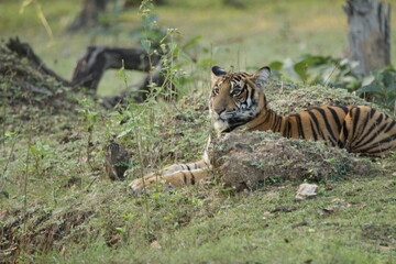 A young Tiger in Kabini National Park, India 
