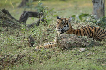 A young Tiger in Kabini National Park, India 